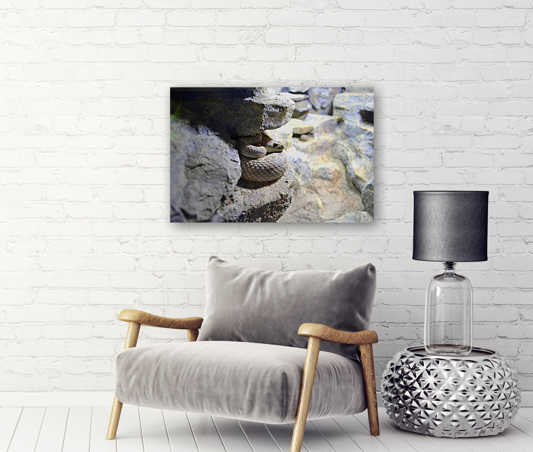 Snake Reproduction
