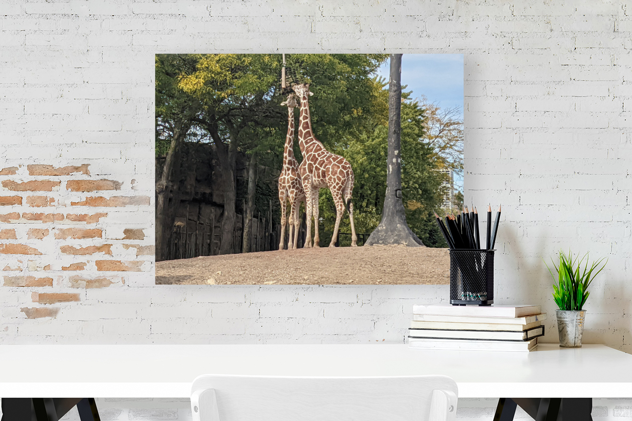 Giraffe Reproduction