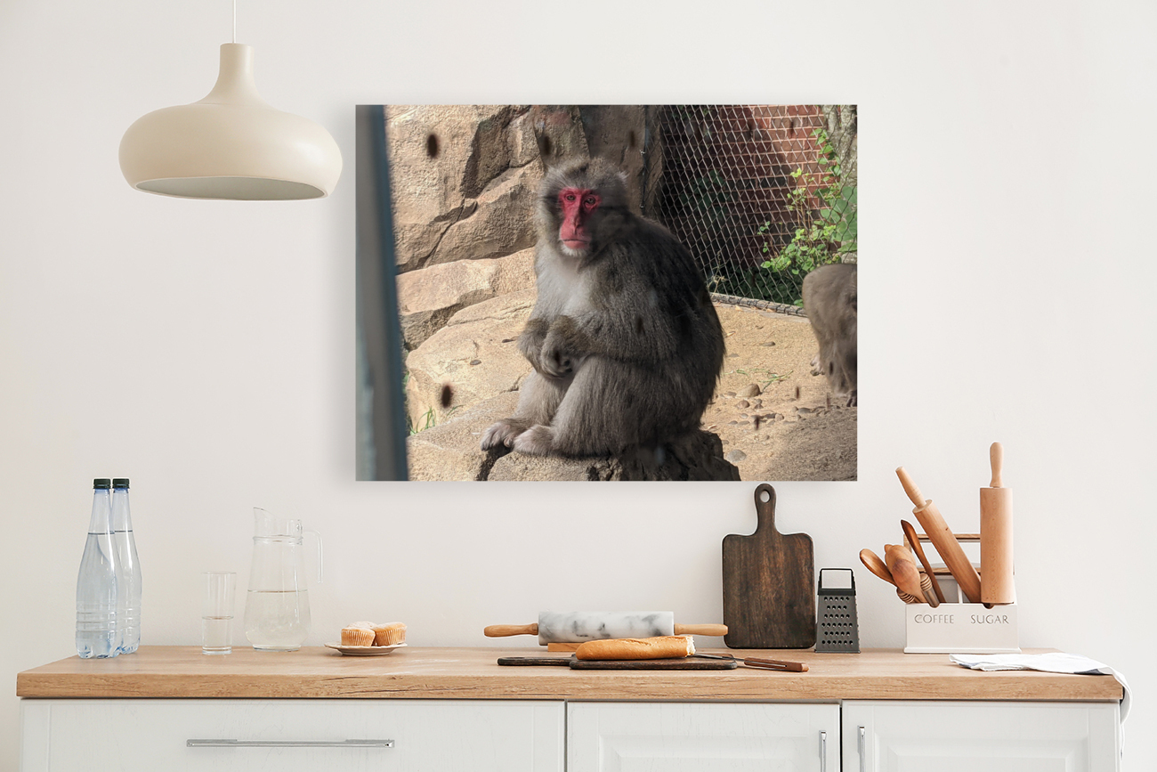 Monkey Reproduction