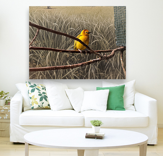 Colorful Bird Reproduction