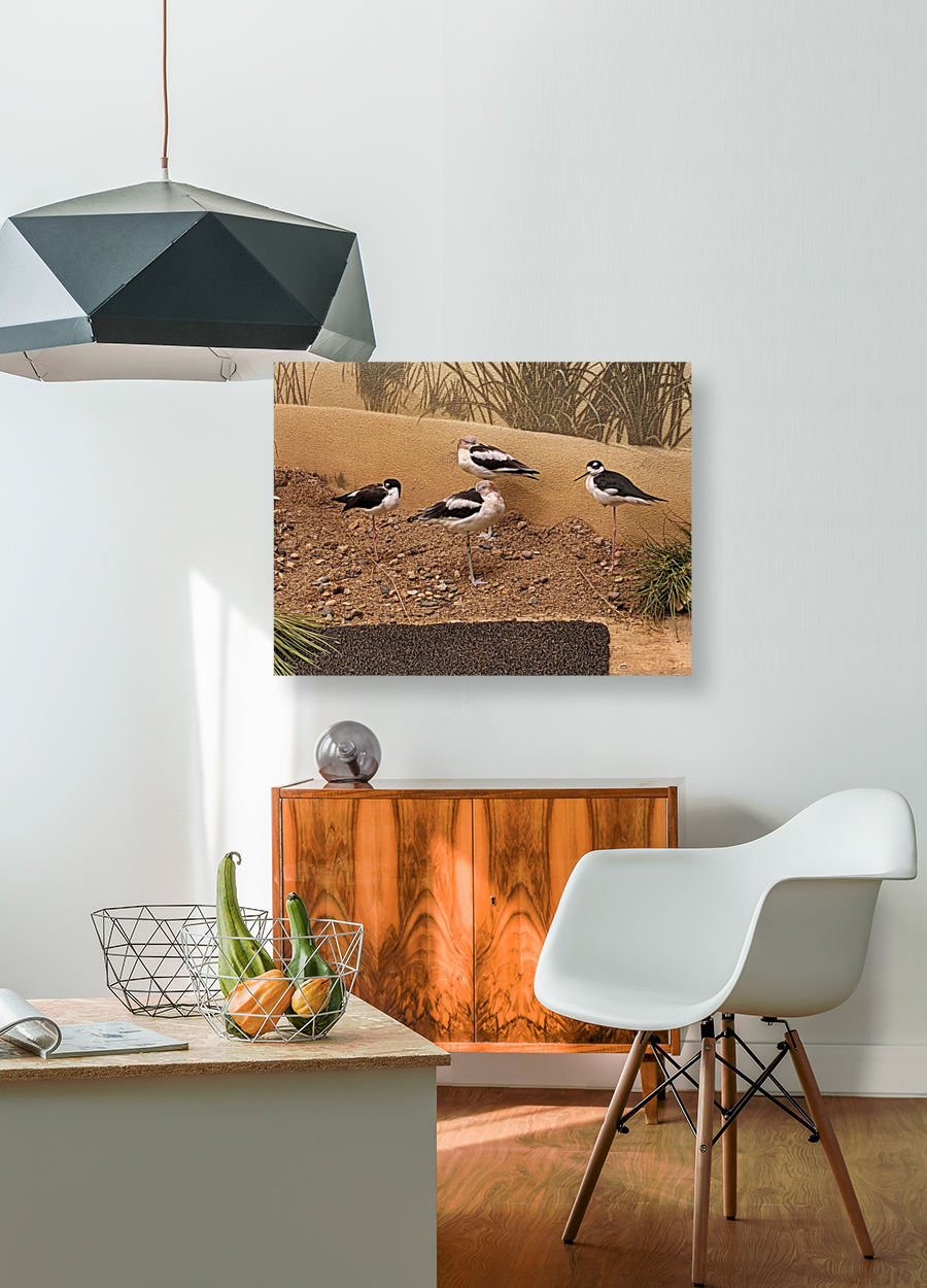 Birds Reproduction