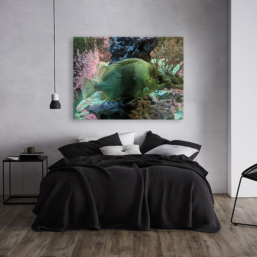 Colorful Fish Reproduction