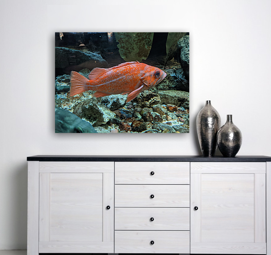 Colorful Fish Reproduction