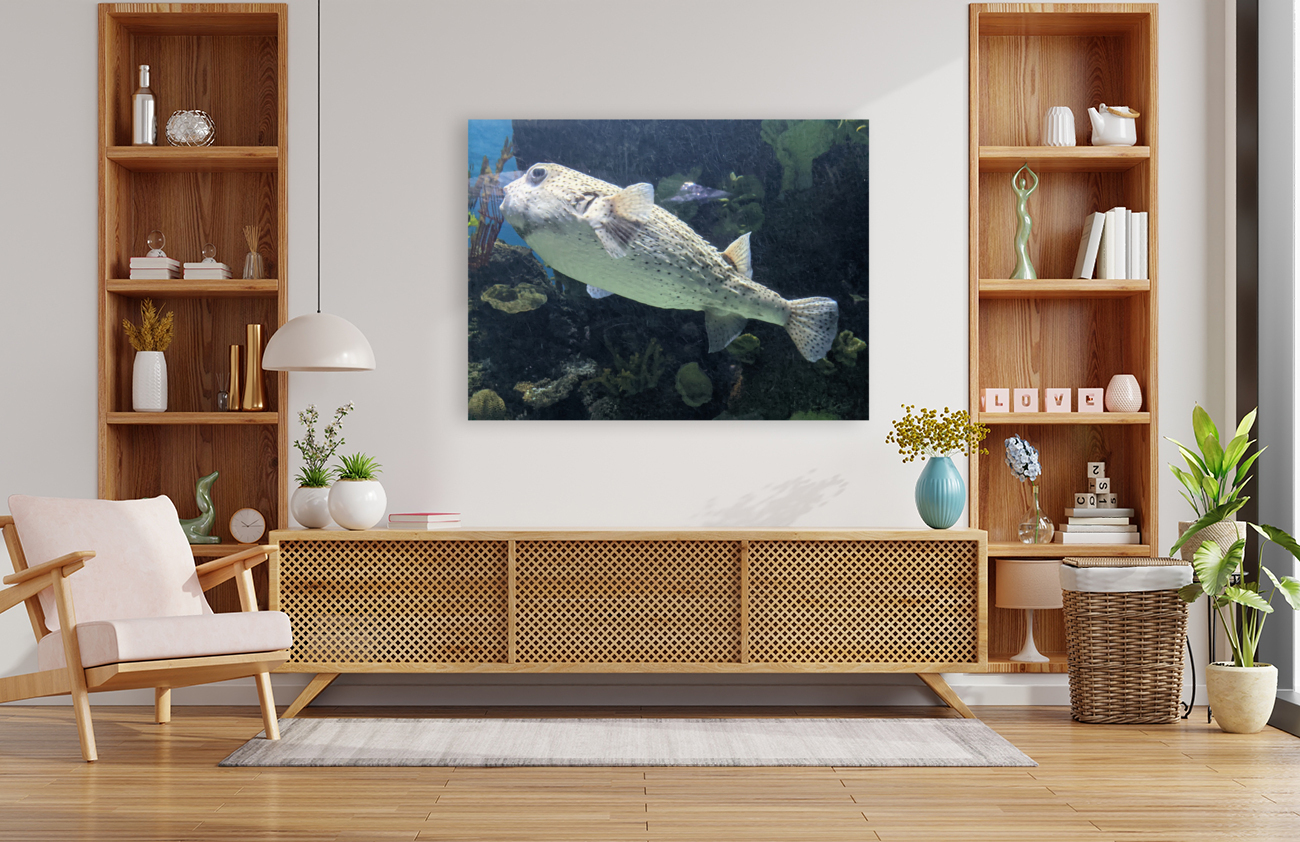 Puffer Fish Reproduction