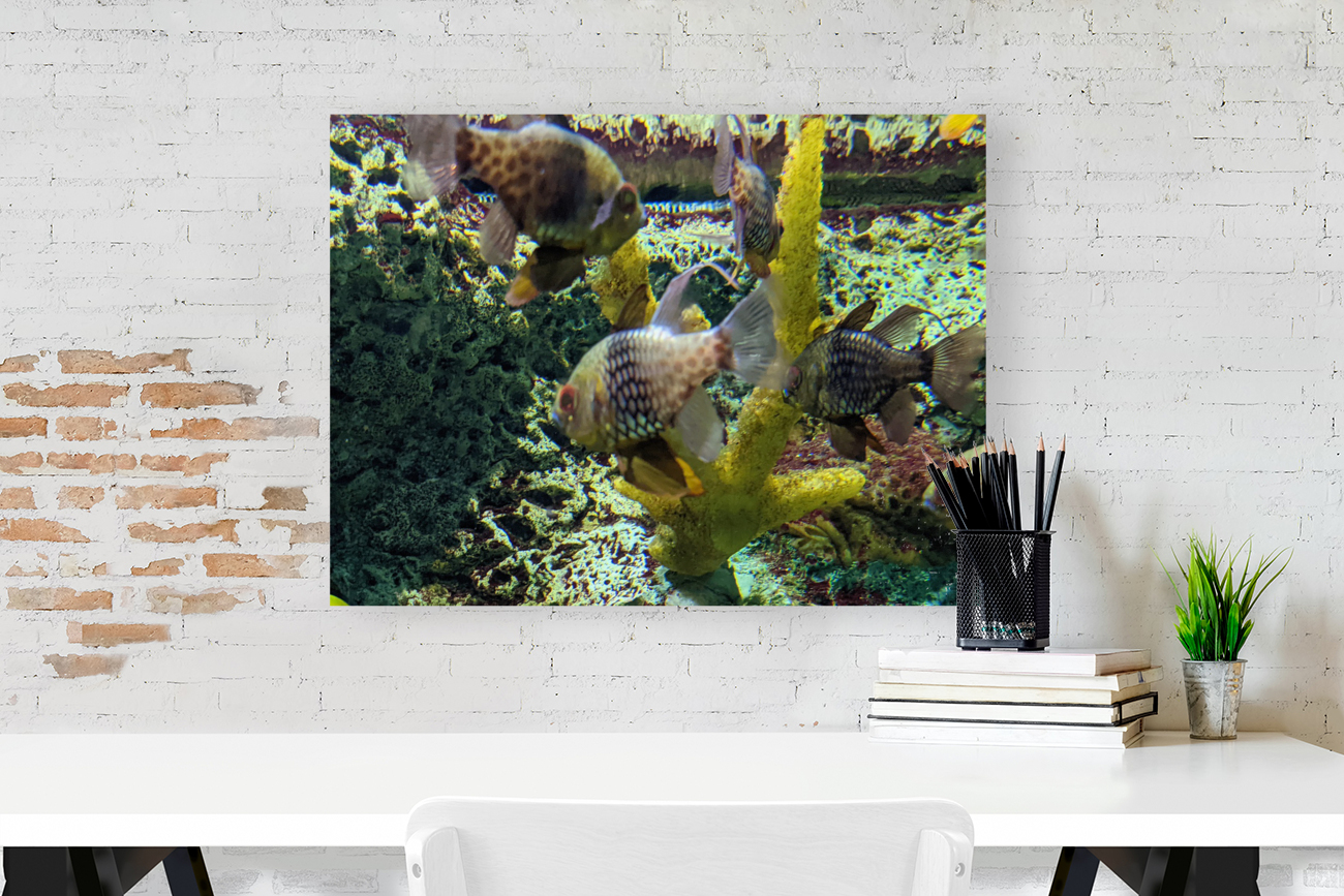 Colorful Fish Reproduction