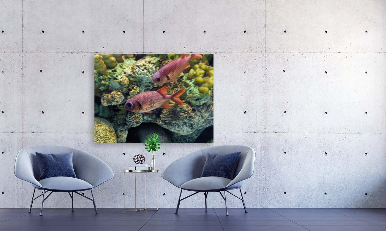Colorful Fish Reproduction