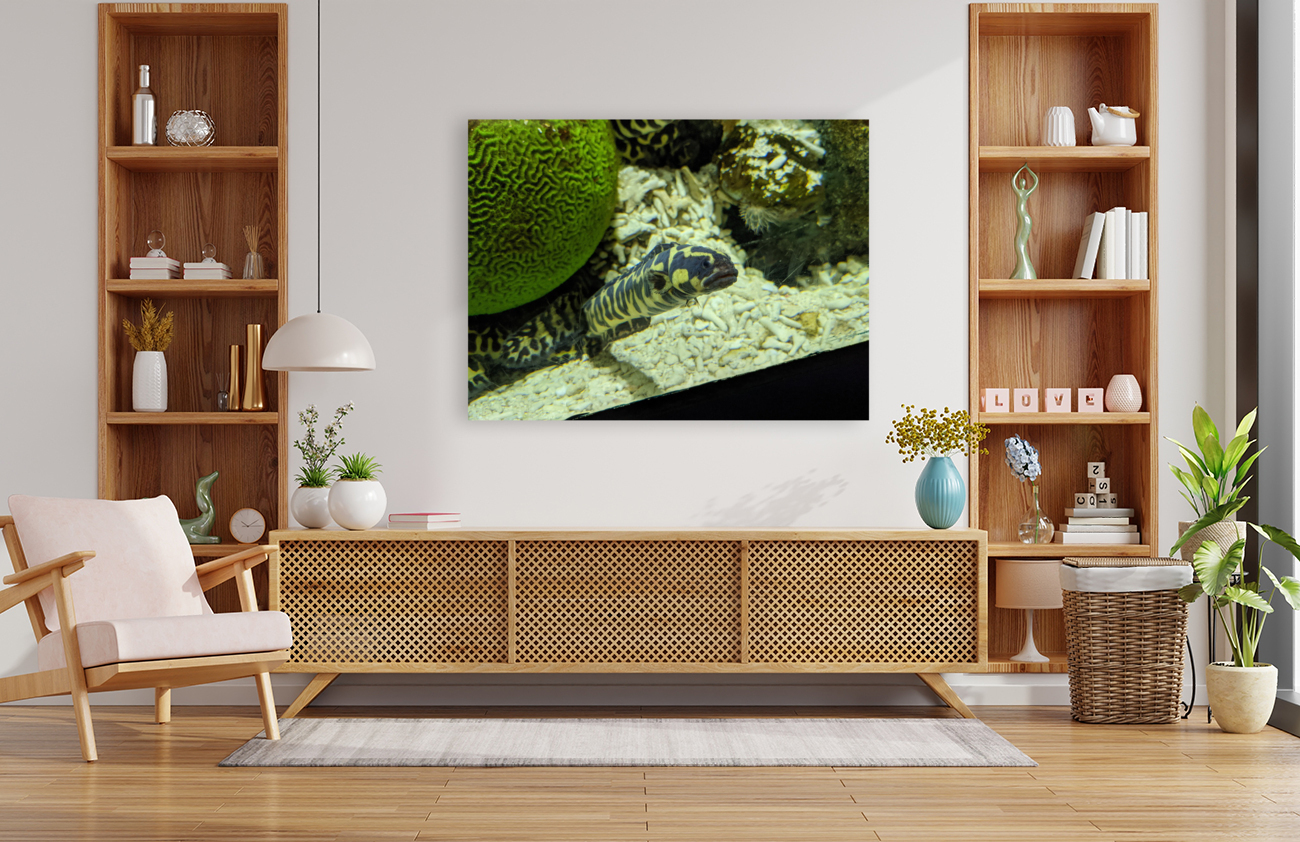 Yellow Eel Reproduction