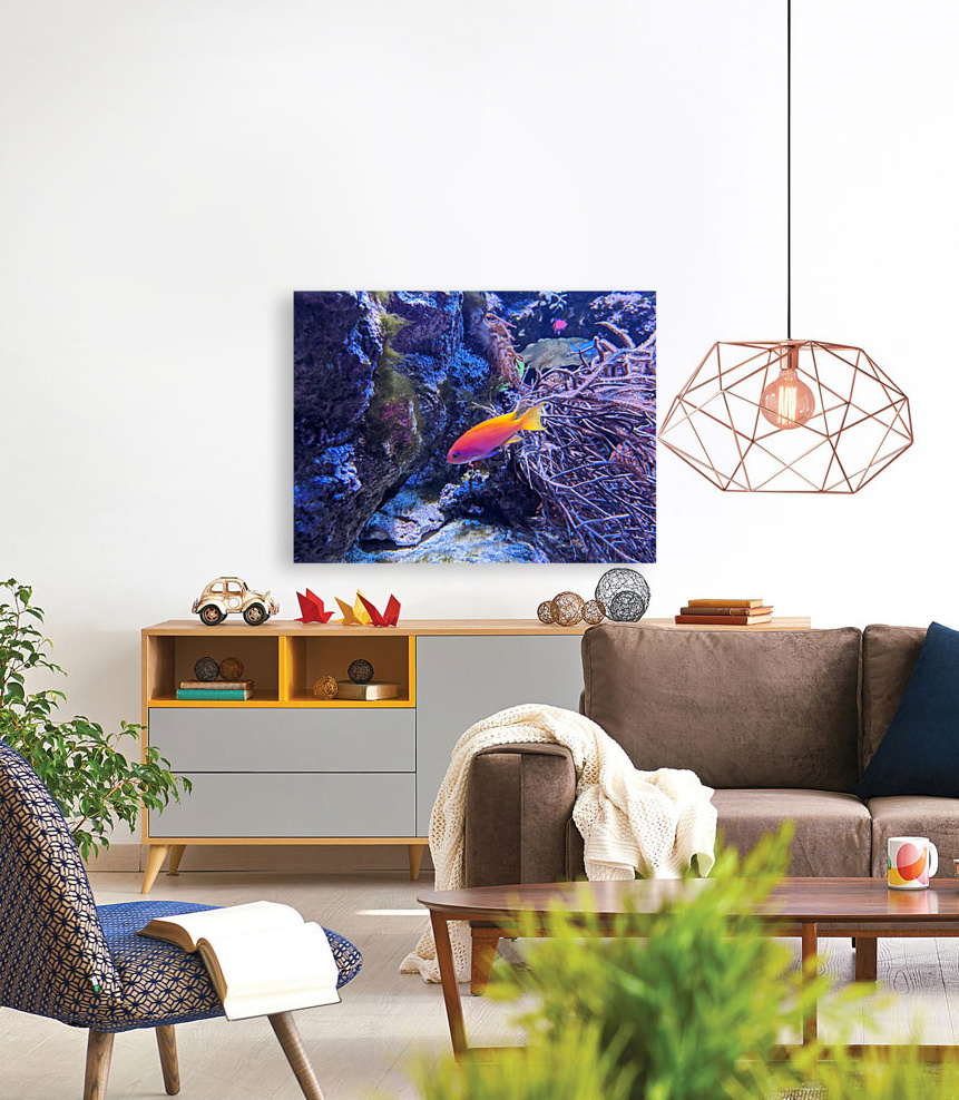 Colorful Fish Reproduction