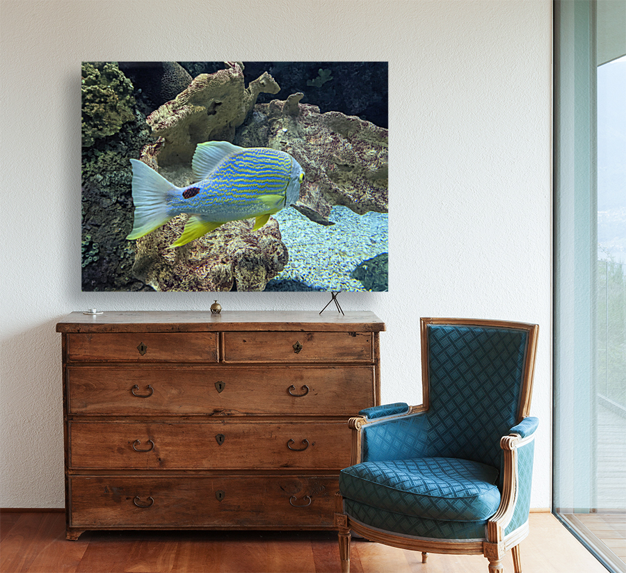 Colorful Fish Reproduction