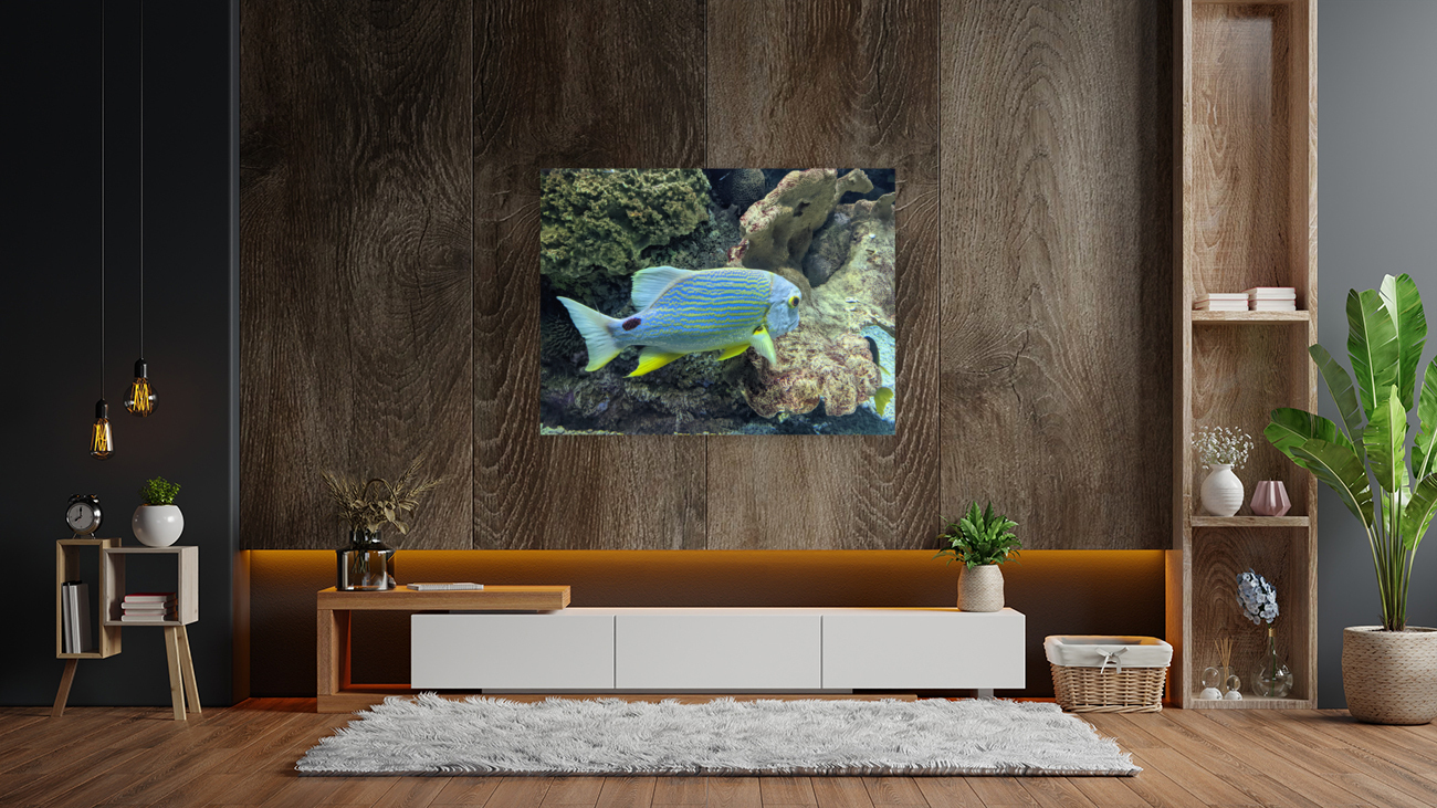 Colorful Fish Reproduction