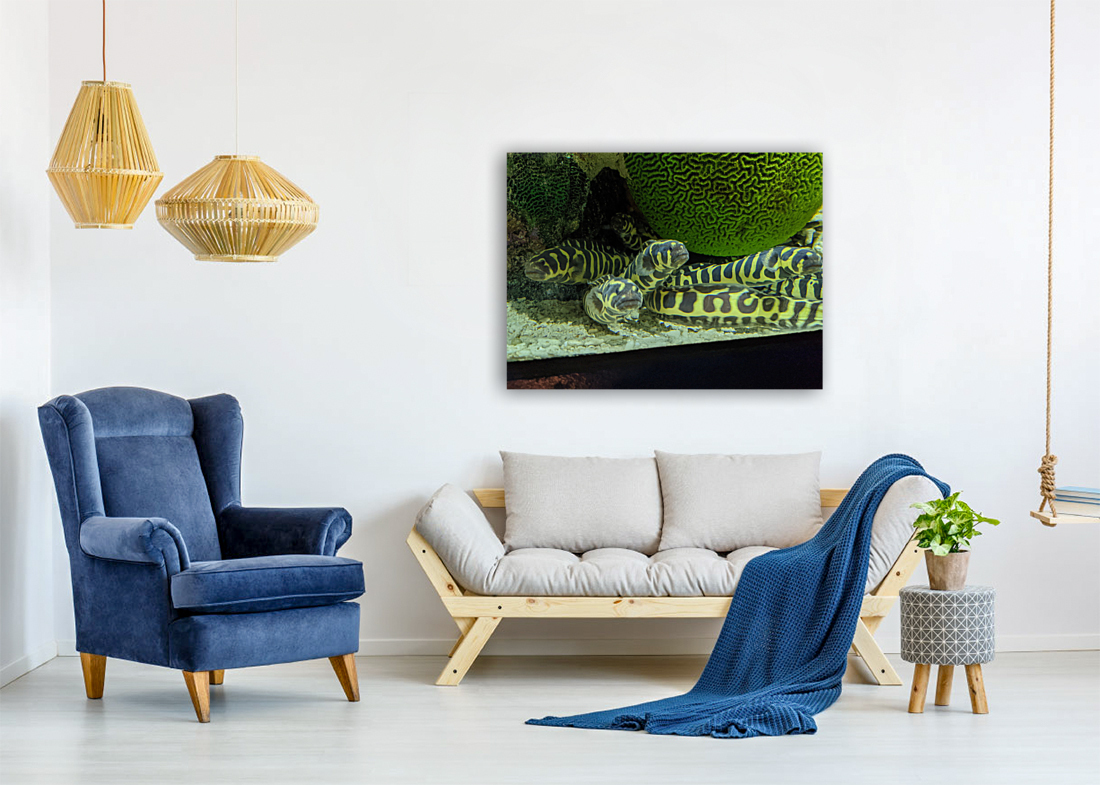 Yellow Eel Reproduction