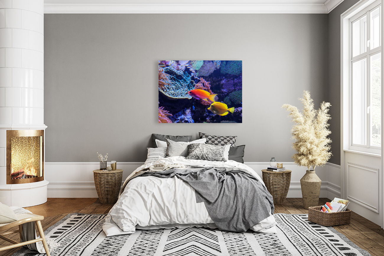 Colorful Fish Reproduction