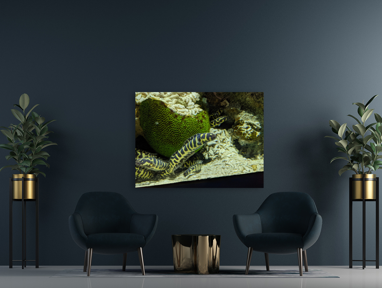 Yellow Eel Reproduction