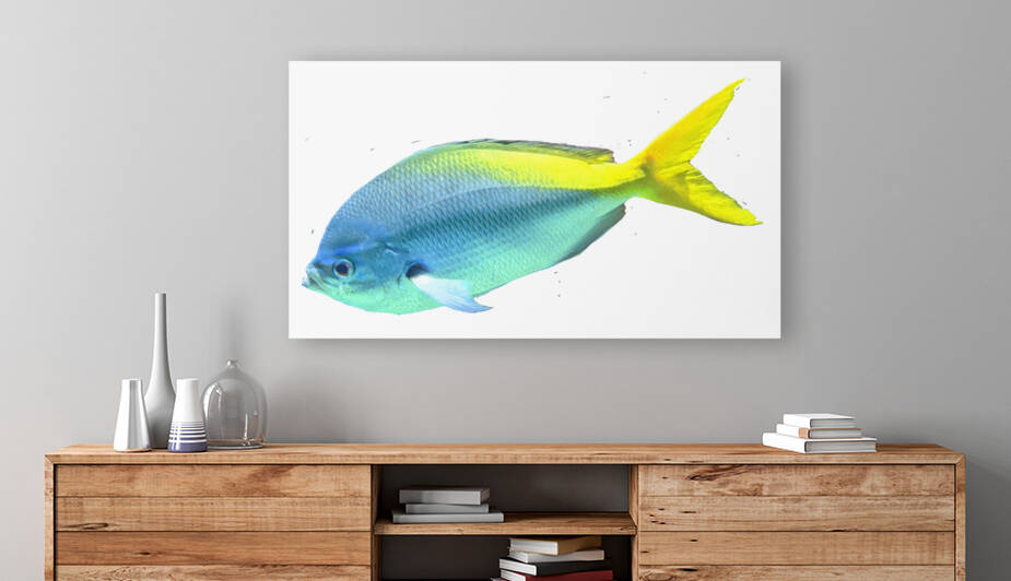 BlueYellow Reproduction