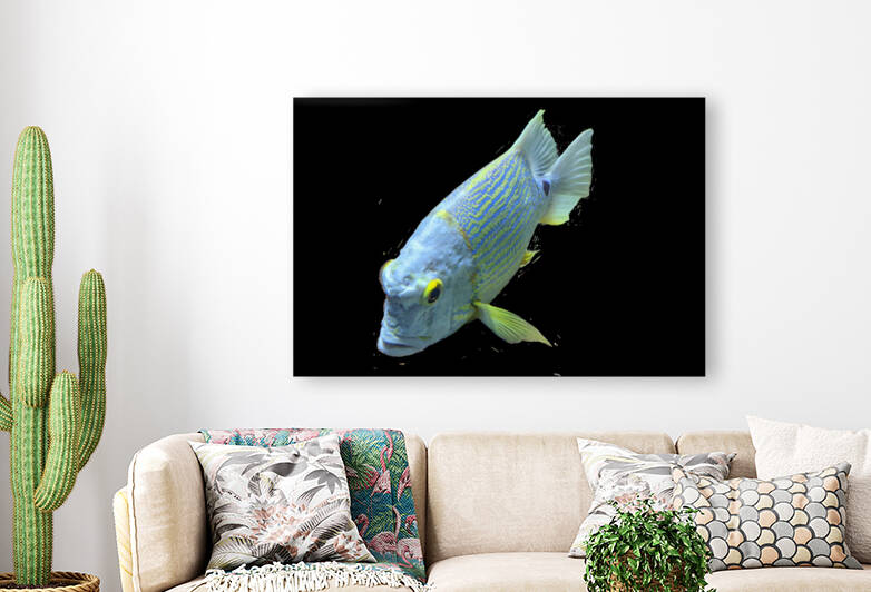 BlueYellowFish Reproduction
