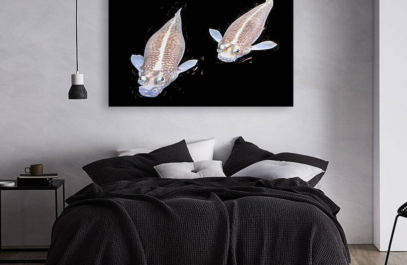 KoiFish1 Reproduction