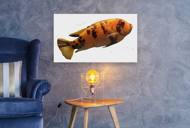 OrangeFish2 Reproduction