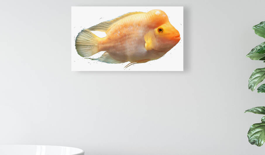 OrangeFishs Reproduction