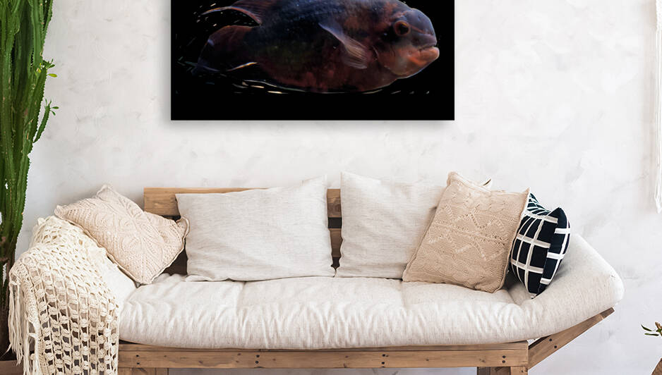 RedBlackFish Reproduction
