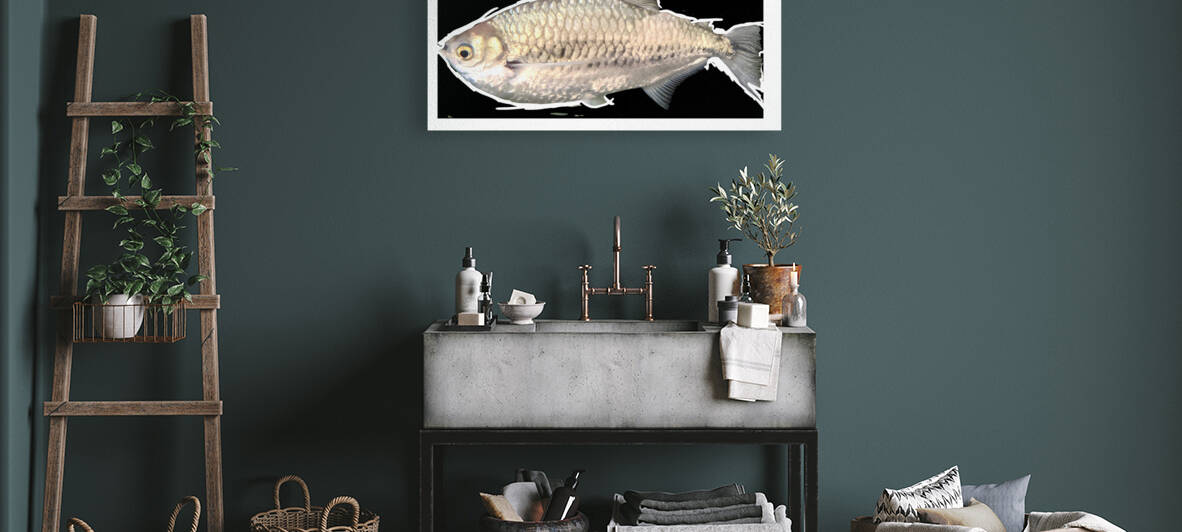 SilverFish by Kelly Marie Johnson