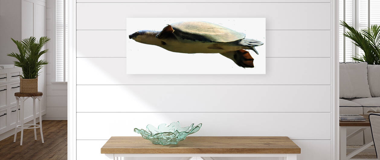 Turtle Reproduction