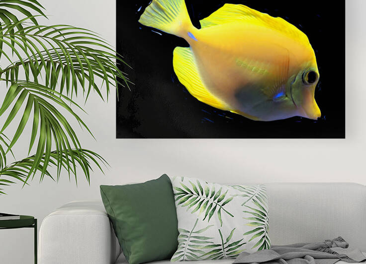 YellowFish Reproduction