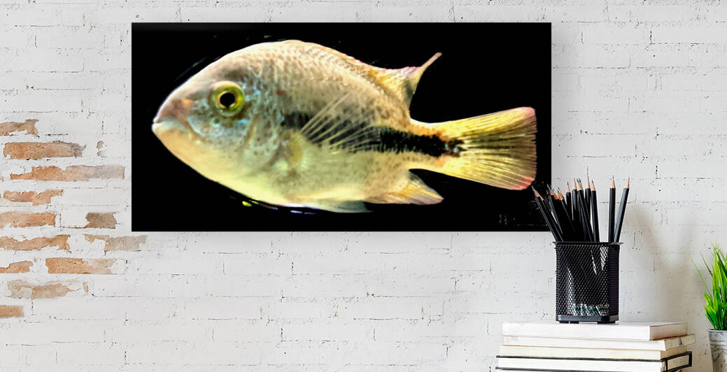 WhiteandBlackFish Reproduction