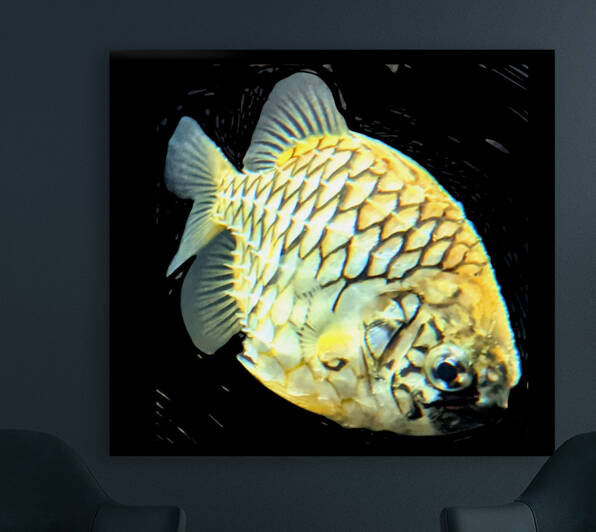 YellowFish2 Reproduction