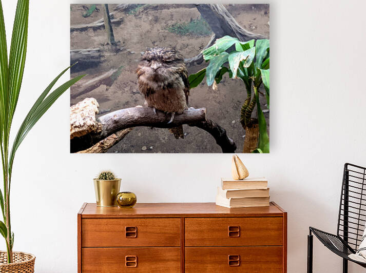 BirdOwl Reproduction