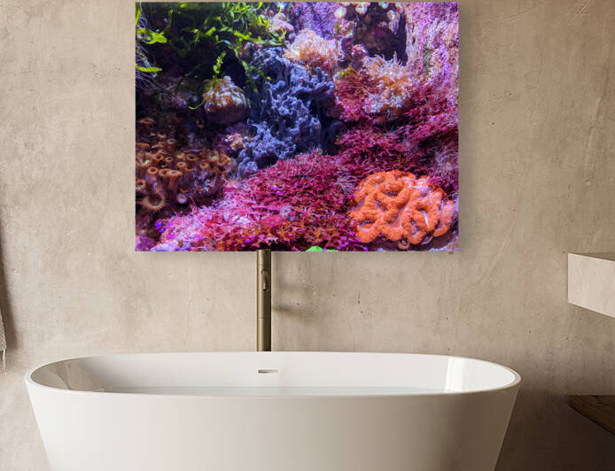 AquariumFishTank Reproduction
