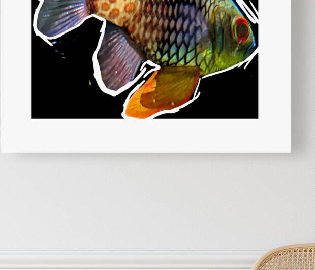 ColoredFish Reproduction
