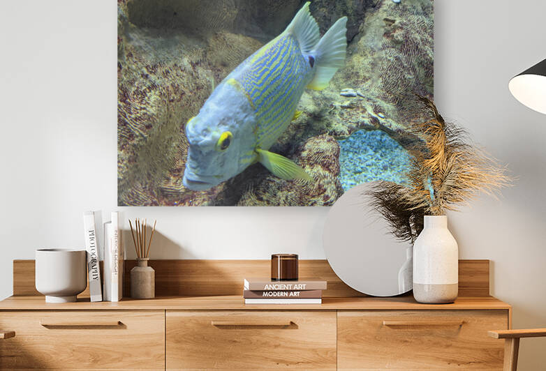 BlueYellowFish Reproduction