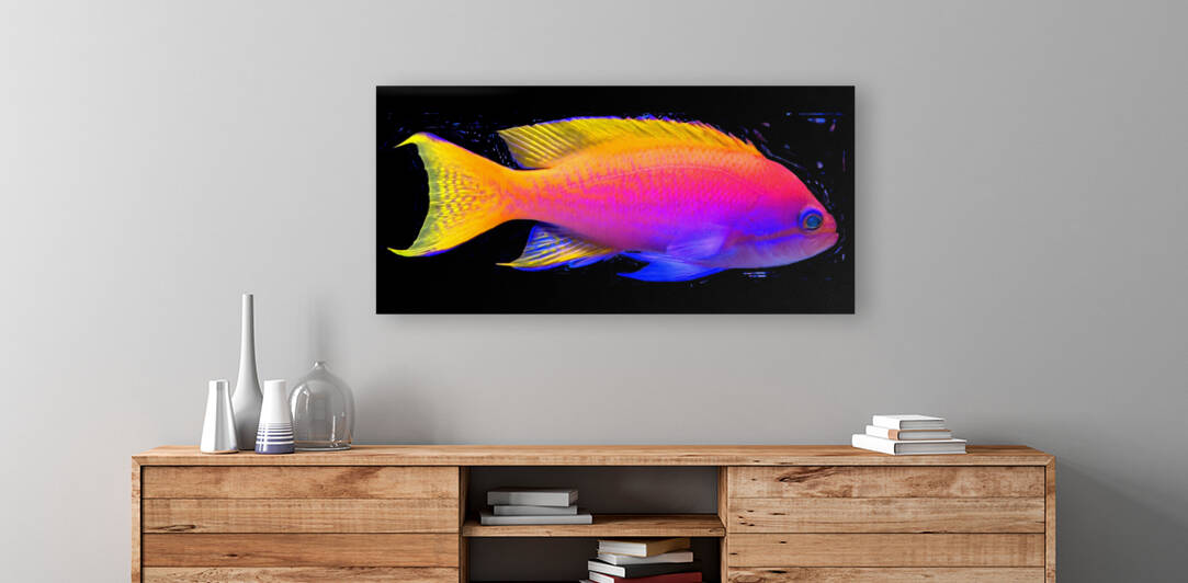 ColorfulFish2 Reproduction