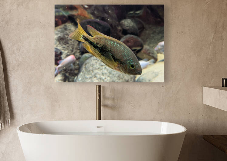 GreenOrangeFish Reproduction