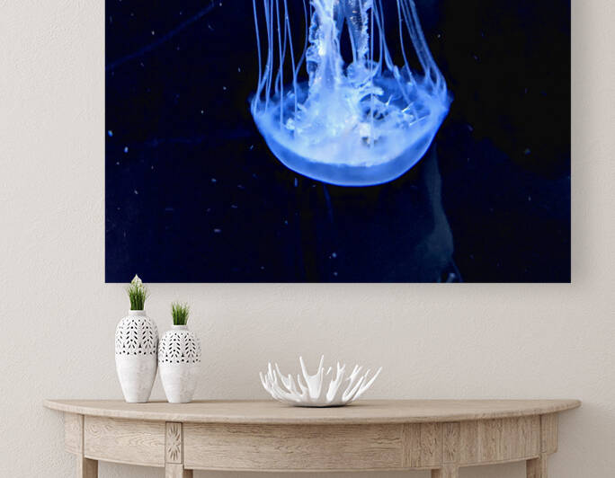 JellyFish Reproduction