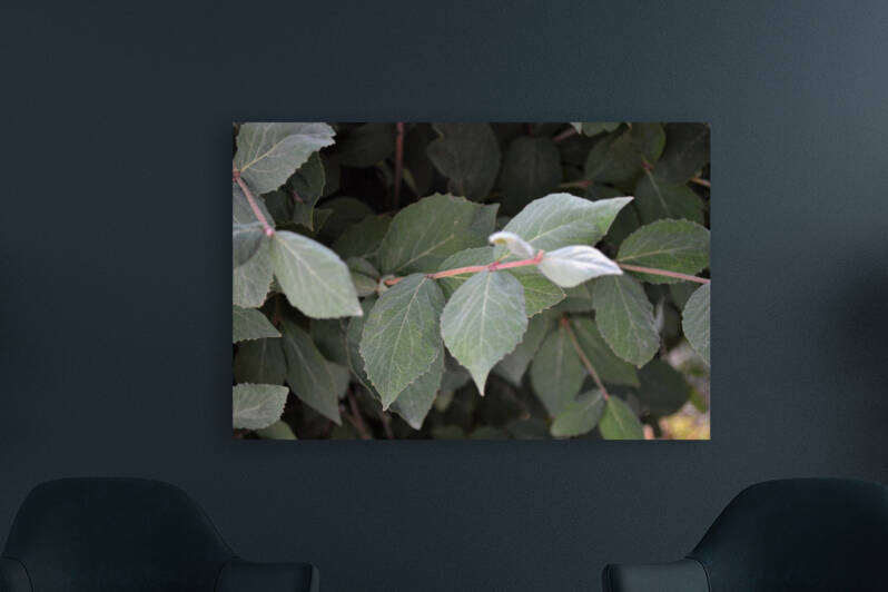 GreenLeaves3 by Kelly Marie Johnson