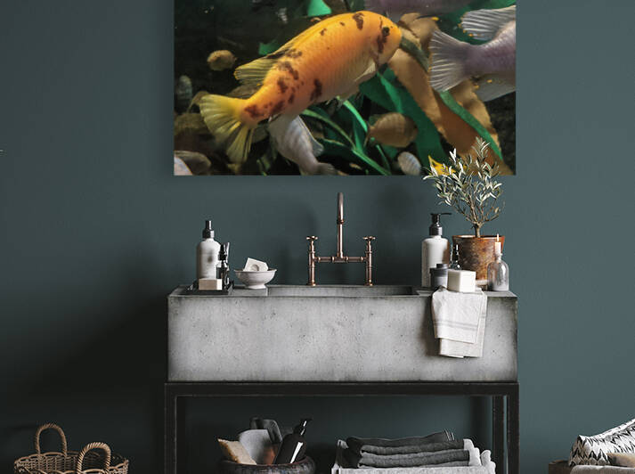 OrangeFish Reproduction