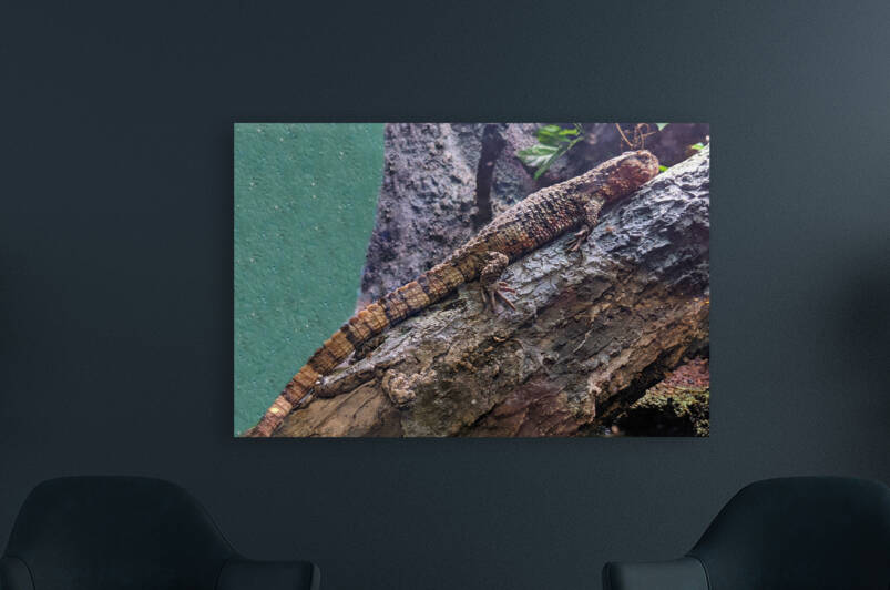 Lizard Reproduction