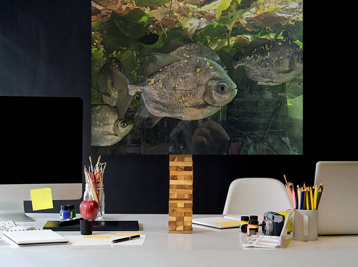 Colorful Fish Reproduction