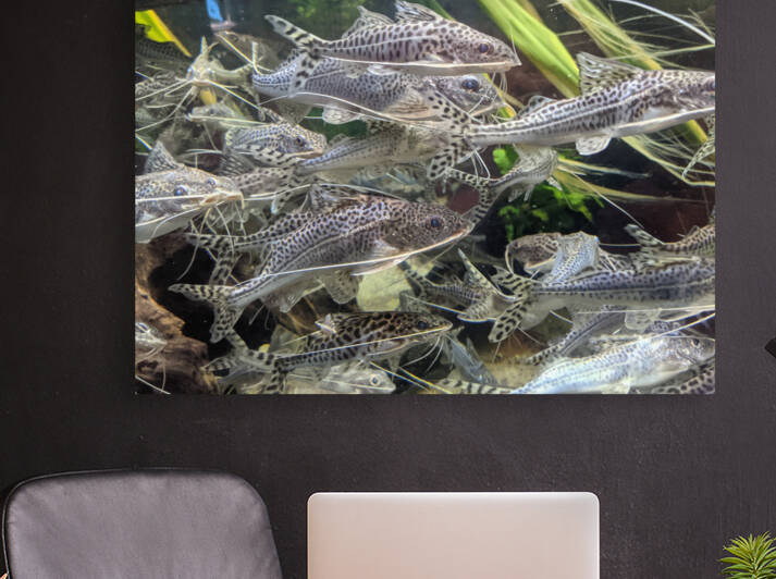 Colorful Fish Reproduction