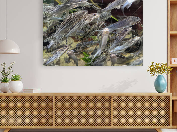 Colorful Fish Reproduction