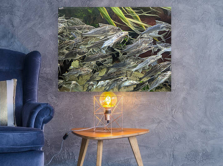 Colorful Fish Reproduction