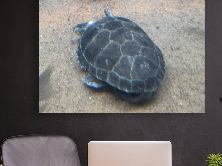 Turtle Reproduction