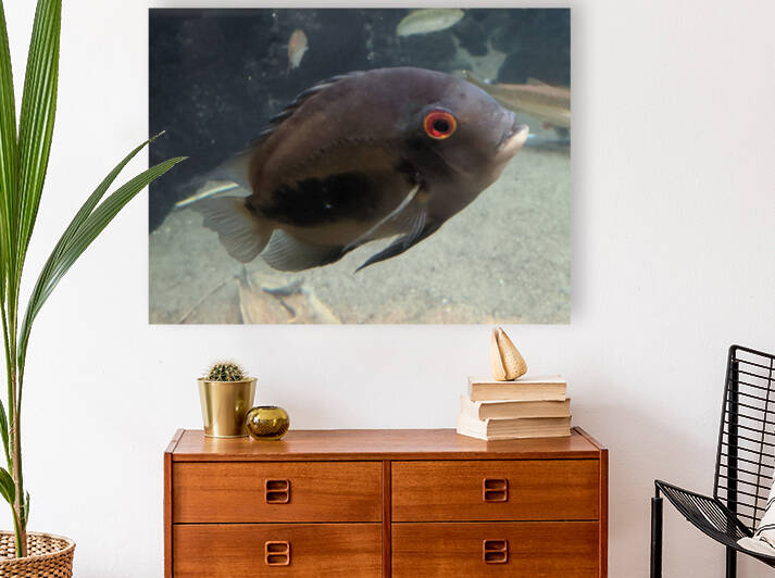 Black Fish Reproduction