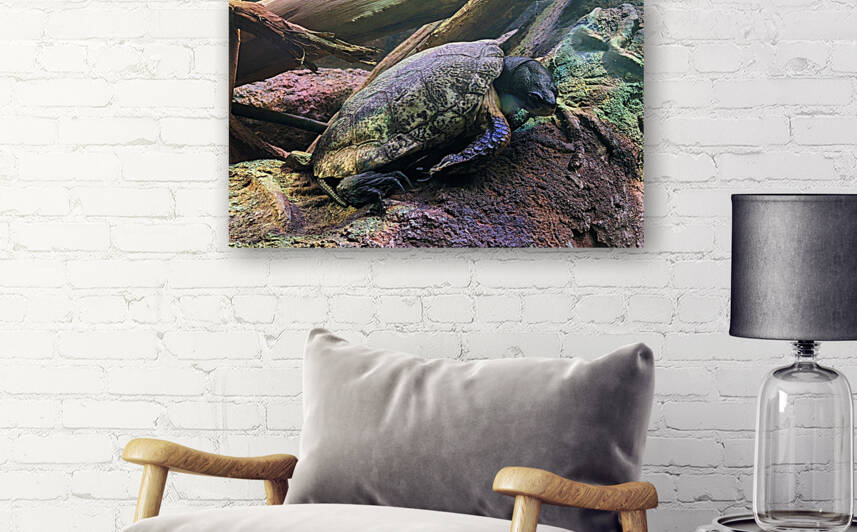 Turtle Reproduction