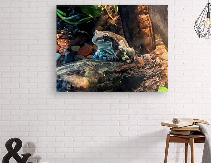 Toad by Kelly Marie Johnson