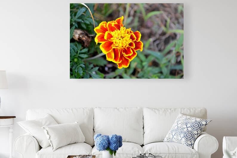 Yellow Red Flower by Kelly Marie Johnson