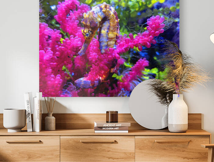 Seahorse Reproduction
