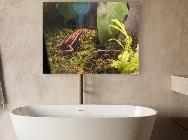 Red Frog Reproduction