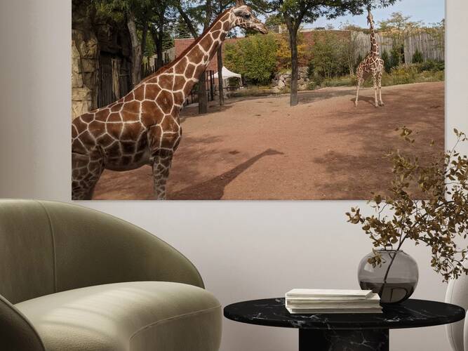 Giraffe Reproduction